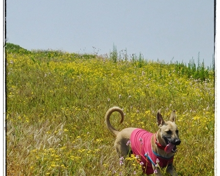 A Unique Trek- Along A Mate With Paws